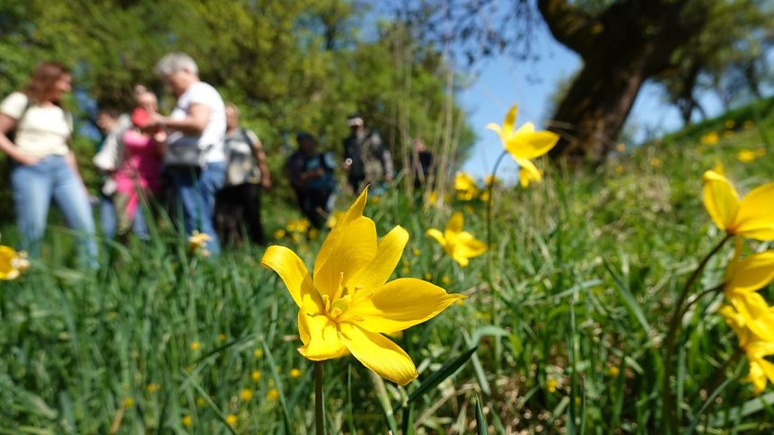 Bild: Botanische Seltenheit in unseren Breiten: die Wilde Tulpe