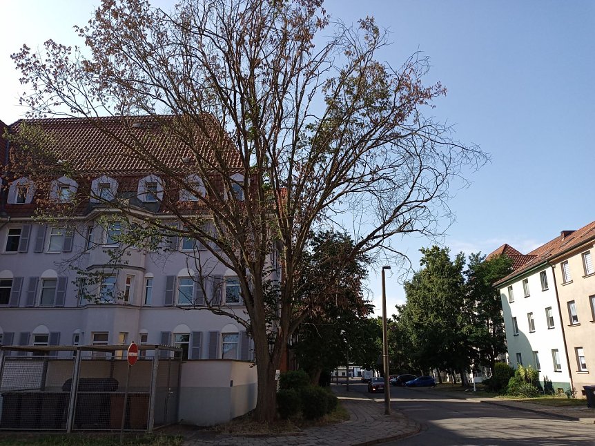 Bild: Baum wird langsam aber sicher zur Gefahr