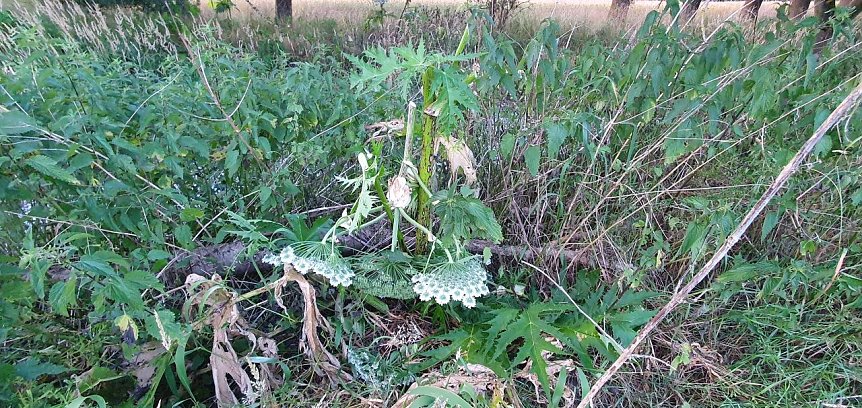 Bild: Im Naturschutzgebiet Sattelk&ouml;pfe wurden Bl&uuml;ten- und Fruchtst&auml;nde abgeschlagen: Die Fruchtst&auml;nde wurden jedoch nicht entfernt, die Fr&uuml;chte k&ouml;nnen weiter ausreifen.
