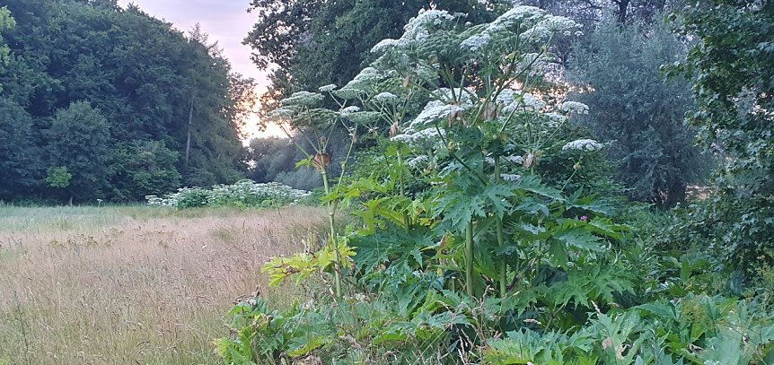 Bild: Vermehrt sich im Landkreis Nordhausen nahezu ungebremst: Der invasive Riesen-B&auml;renklau (Heracleum mantegazzianum) an der Wieda zwischen Woffleben und Gudersleben.