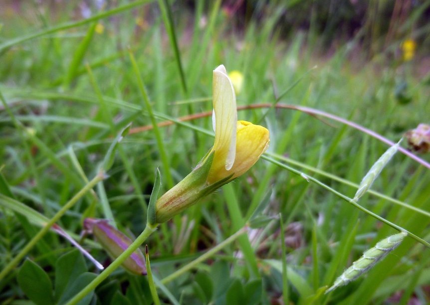 Bild: Die Gelbe Spargelerbse (Lotus maritimus) geh&ouml;rt zu jenen stark gef&auml;hrdeten Pflanzenarten, die wir auf der Wiese bei Bleicherode erhalten.