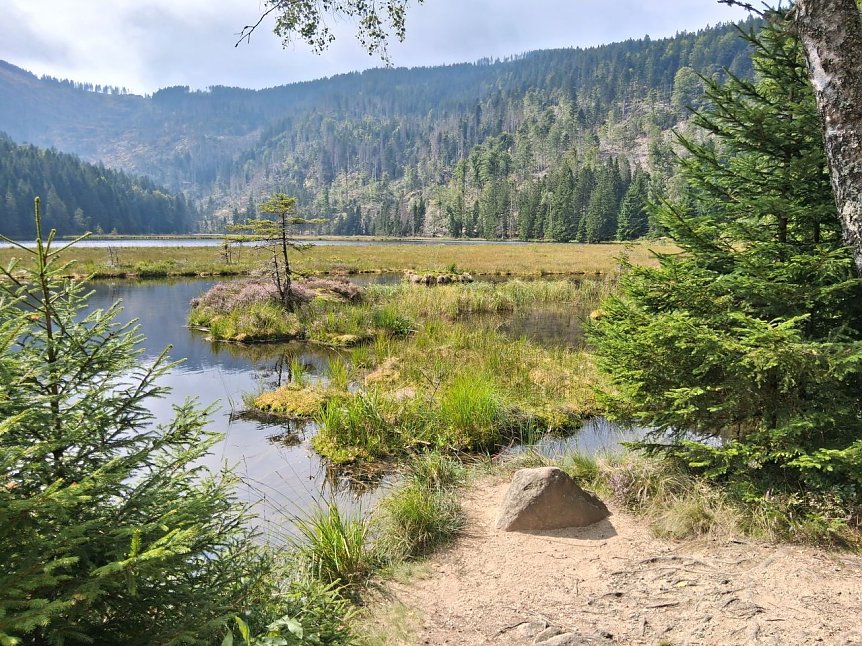 Bild: Herrlicher Bayrischer Wald
