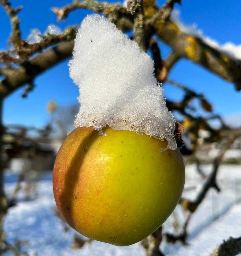 Bild: Der Apfel tr&auml;gt passend zum Advent seine M&uuml;tze