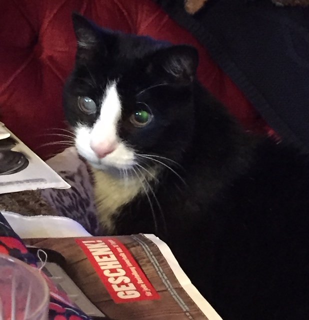 Bild: Burgkater Herrmann kuriert sich in seinem Winterquartier aus, einem Auge geht es inzwischen deutlich besser
