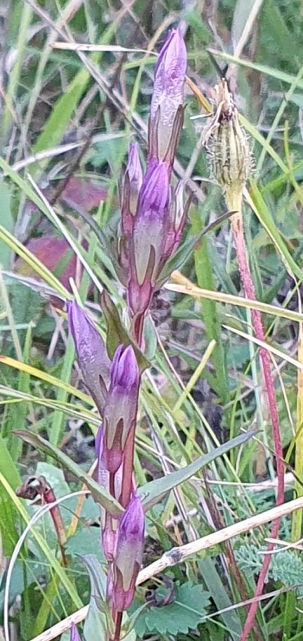 Bild: Der Bittere Kranzenzian (Gentianella amarella) ist aktuell wahrscheinlich nur noch an vier Stellen in Deutschland nachgewiesen. Gemeinsam mit der UNB Kyffh&auml;userkreis erhalten wir ein Vorkommen.
