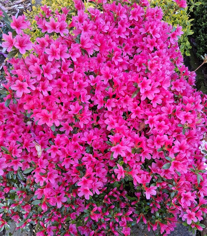 Bild: Momentaufnahme Blumenzauber vor dem Haus