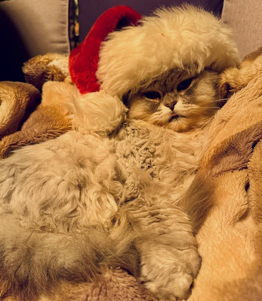 Bild: Kater Willy