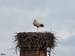 Der erste Storch in Windehausen (Foto: G. Struve)