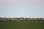 Über 30000 Kraniche registrierten die Vogelkundler.  (Foto: Manfred Hagemann)