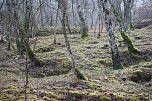Bewaldete Hänge des Winkelbergmassivs mit dem typisch bewegten Karstgelände (Foto: Bodo Schwarzberg) Bewaldete Hänge des Winkelbergmassivs mit dem typisch bewegten Karstgelände (Foto: Bodo Schwarzberg)