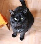 Zum Fr&uuml;hlingsfest konnte der Tierschutzverein Nordhausen viele G&auml;ste begr&uuml;&szlig;en (Foto: Tierschutz Nordhausen e.V)