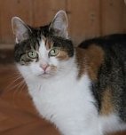 Zum Fr&uuml;hlingsfest konnte der Tierschutzverein Nordhausen viele G&auml;ste begr&uuml;&szlig;en (Foto: Tierschutz Nordhausen e.V)