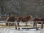 Zu Besuch am Hufhaus (Foto: Peter Blei)