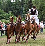 Ponyschau in W&uuml;lfingerode (Foto: privat)