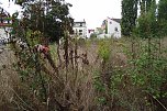 Trampelpfade, Unkrautdschungel (Foto: Kurt Frank) Trampelpfade, Unkrautdschungel (Foto: Kurt Frank)