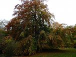 Herbstliche Impressionen (Foto: Peter Blei)