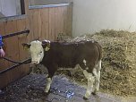 "Lasse" heißt das Kälbchen (Foto: privat) "Lasse" heißt das Kälbchen (Foto: privat)