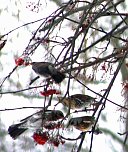 Im Vogejbeerbaum (Foto: Hans-J&uuml;rgen Schmidt)