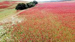 Peter Blei mitten im Mohn (Foto: Peter Blei)