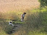 Naturwanderung bei Neustadt  (Foto: P.Blei)