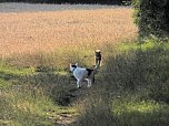 Naturwanderung bei Neustadt  (Foto: P.Blei)