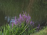 Naturwanderung bei Neustadt  (Foto: P.Blei)