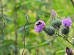 Naturwanderung bei Neustadt  (Foto: P.Blei)