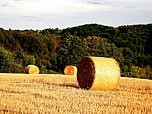 Naturwanderung bei Neustadt  (Foto: P.Blei)