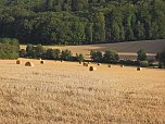 Naturwanderung bei Neustadt  (Foto: P.Blei)