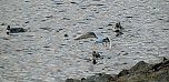 Vogelobservation am Stausee Kelbra (Foto: U.Reinboth)