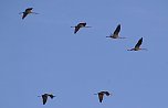 Vogelobservation am Stausee Kelbra (Foto: U.Reinboth)