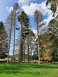 Baumverluste durch Trockenheit in historischen Gärten (Foto: Stiftung Thüringer Schlösser und Gärten)