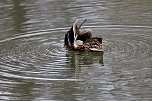 Kein Kormoran - Stockente (Foto: Eva Maria Wiegand)