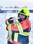 Ostergeschenk für Schäfer Helmut Meißner und seine Leineschafe (Foto: S. Dietzel)