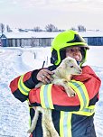 Ostergeschenk für Schäfer Helmut Meißner und seine Leineschafe (Foto: S. Dietzel)