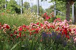 Europa Rosarium in Sangerhausen (Foto: Eva Maria Wiegand)