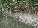 Spaziergang am Stausee (Foto: Familie Friedling)