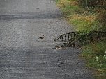 Spaziergang am Stausee (Foto: Familie Friedling)