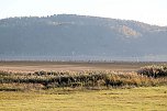 Kranichrast und Menschenauflauf (Foto: P.Blei)