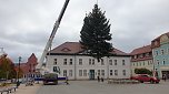 Weihnachtstanne wird von dem Frankenhäuser Rathaus aufgestellt (Foto: Stadtmarketing Bad Frankenhausen)