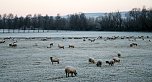 Der Winter hält Einzug in der Goldenen Aue (Foto: U.Reinboth)