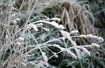 Der Winter hält Einzug in der Goldenen Aue (Foto: U.Reinboth)