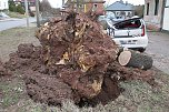 Morscher Baum begrub zwei Fahrzeuge unter sich (Foto: S. Dietzel)