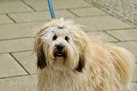 Für die vielen guten Gerüche auf dem Ostermarkt interessierte sich dieser freundliche Tibet-Terrier  (Foto: Eva Maria Wiegand)