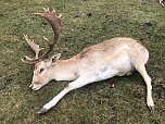 Hirsch erholt sich von der Betäubung (Foto: S. Dietzel)