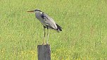 Tieraufnahmen (Foto: Ulrich Reinboth)