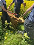 Ausgebüchste Kuh eingefangen (Foto: Feuerwehr Obermehler/Silvio Dietzel)