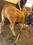 Ausgebüchste Kuh eingefangen (Foto: Feuerwehr Obermehler/Silvio Dietzel)