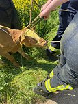 Ausgebüchste Kuh eingefangen (Foto: Feuerwehr Obermehler/Silvio Dietzel)