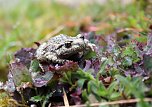 Natur pur erleben im Teichthal (Foto: Landschaftspflegeverband Südharz/Kyffhäuser)